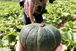 新瓜最新爆料网红蔡二哥,揭秘网红背后的惊人真相