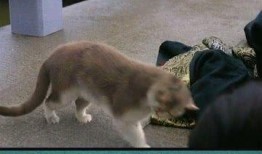 捡来的猫男在线观看,开启奇幻冒险之旅